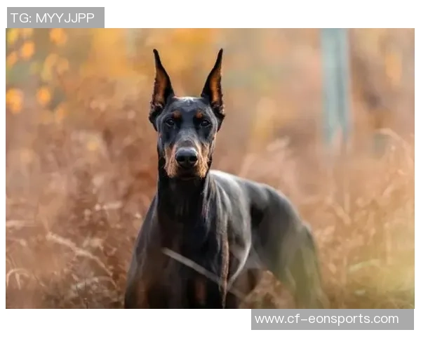 伊萨克花费三万镑购杜宾犬护卫自遭死亡威胁后安全措施升级